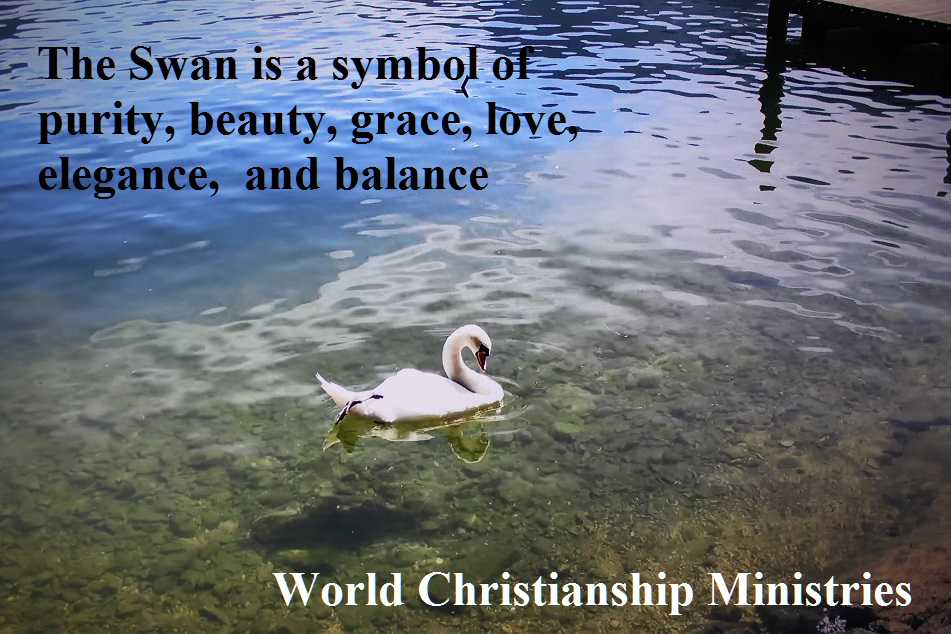 The Swan