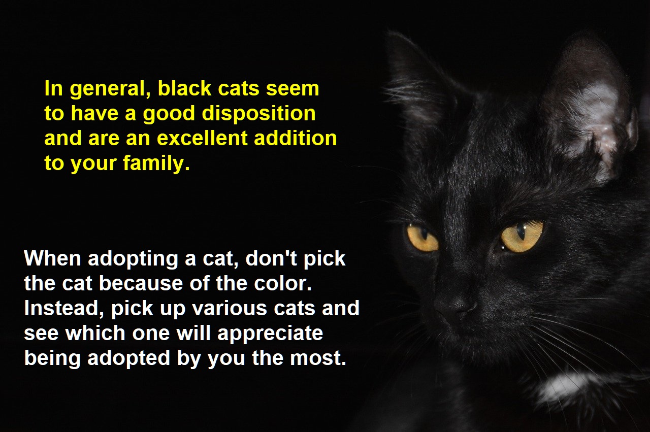 black cats good