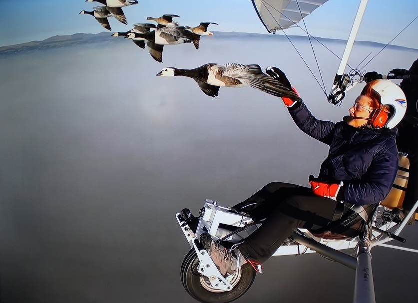 fly with the birds three