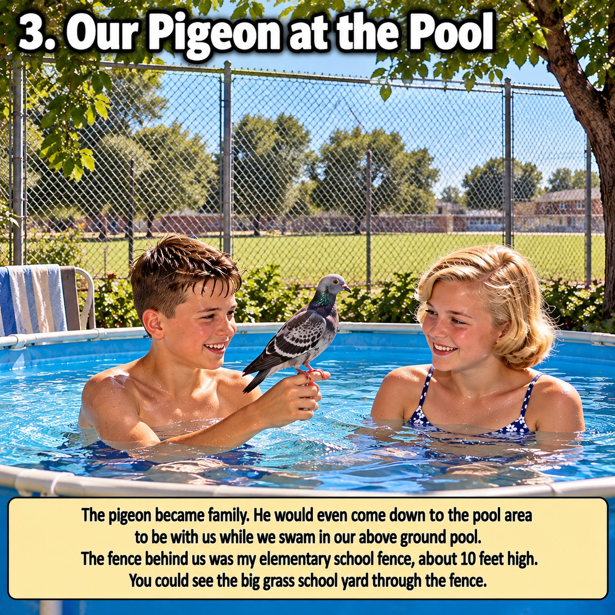 pigeon
                  graphic 3
