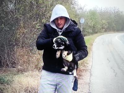dog rescue on side of road