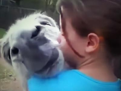 a donkey's love