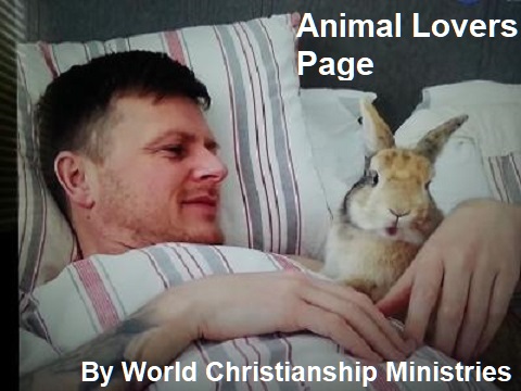 animal lovers page wcm rabbit