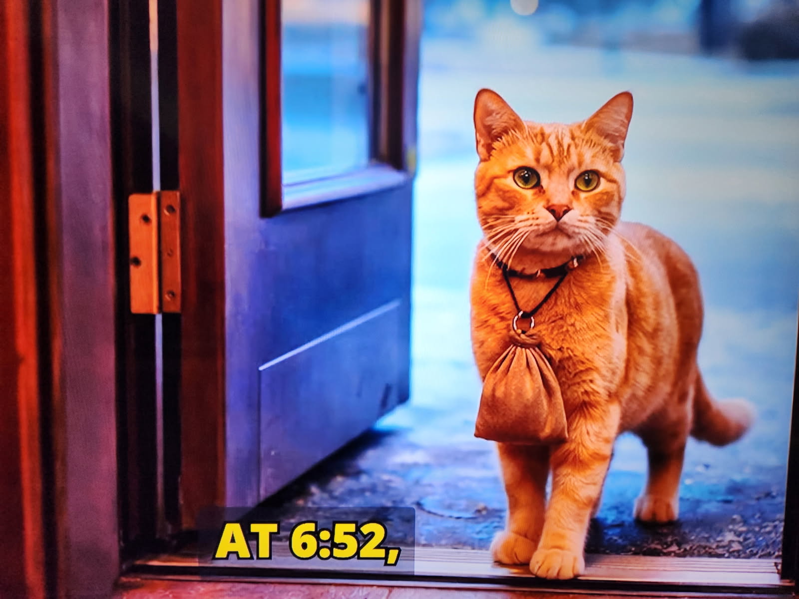cat arroves
                  at bakery