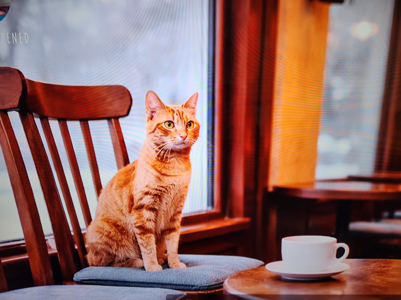 cat sits on
                    same chair each day.