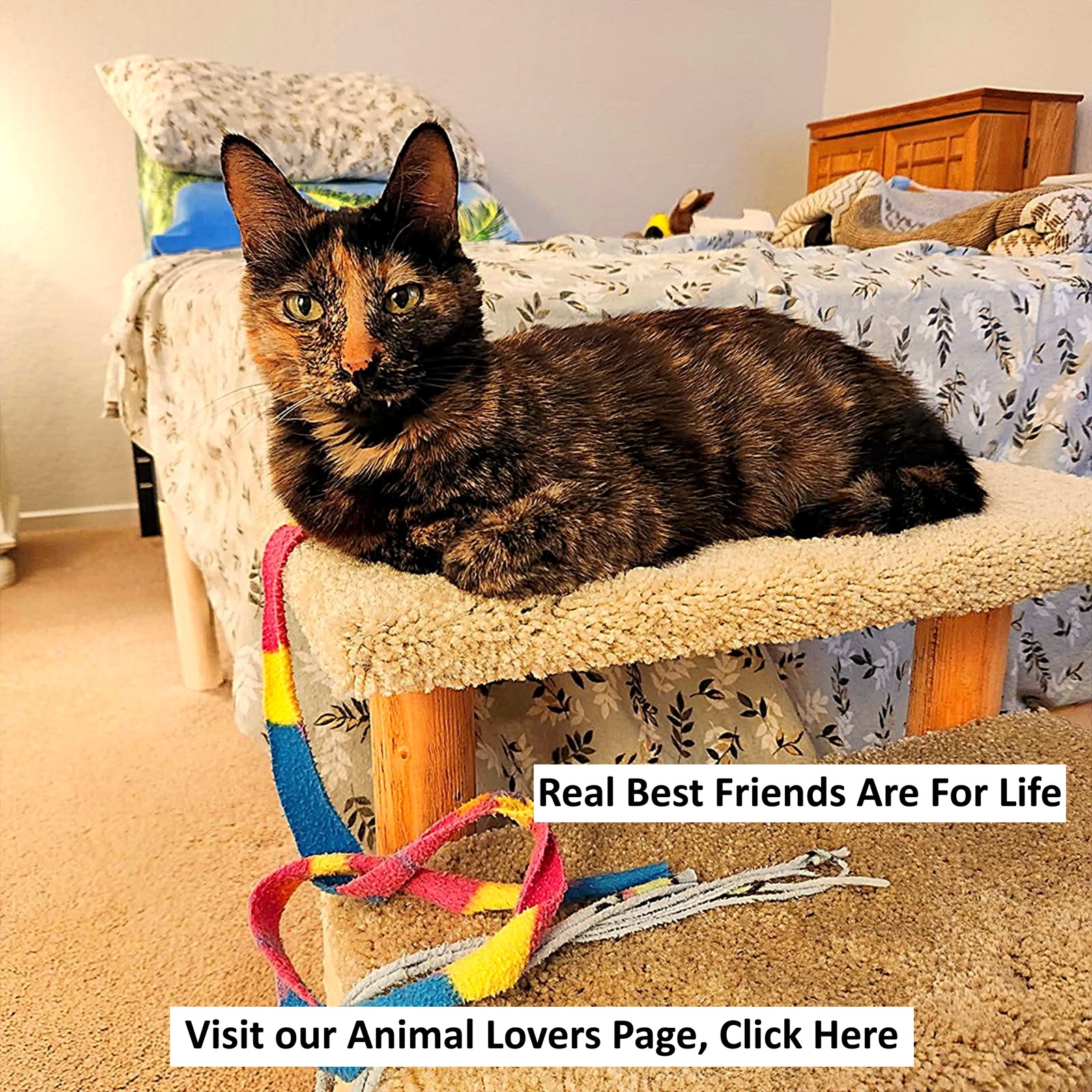 real
                                                          friends in
                                                          life are pets